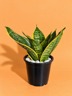 Dwarf Snake Plant (1pc)
