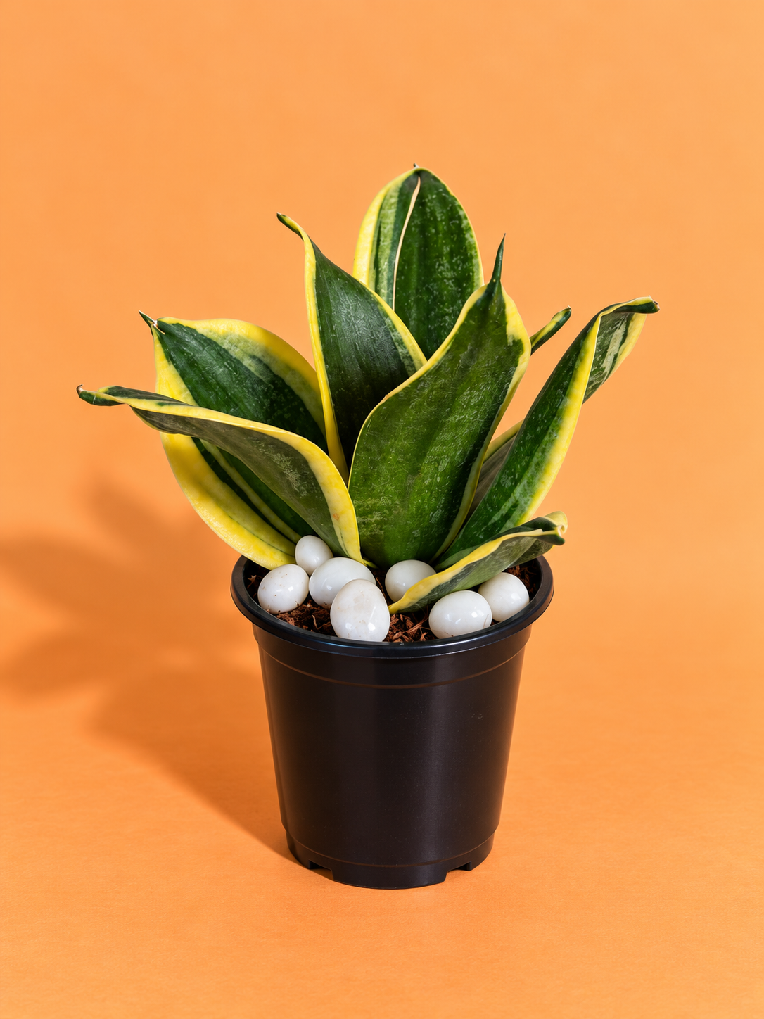 Snake Plant (1pc)
