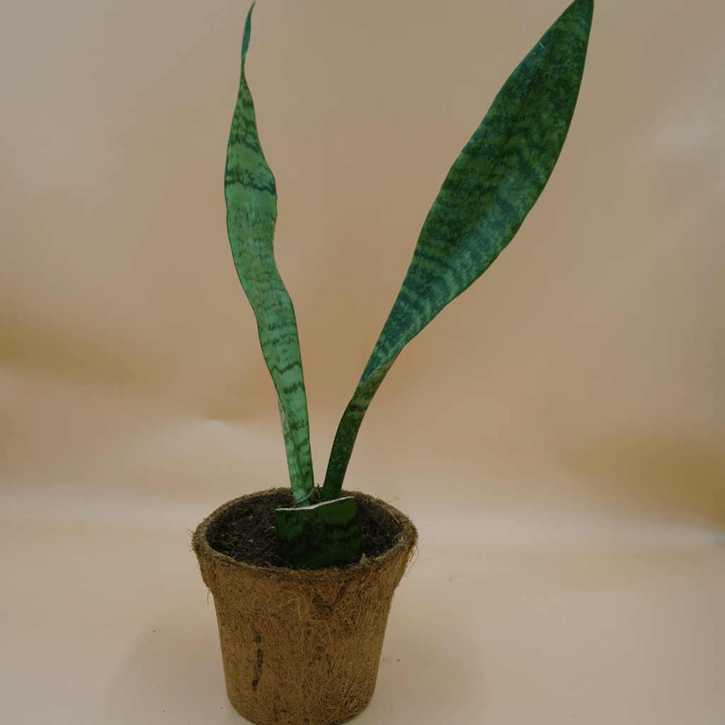 Snake Plant Sapling
