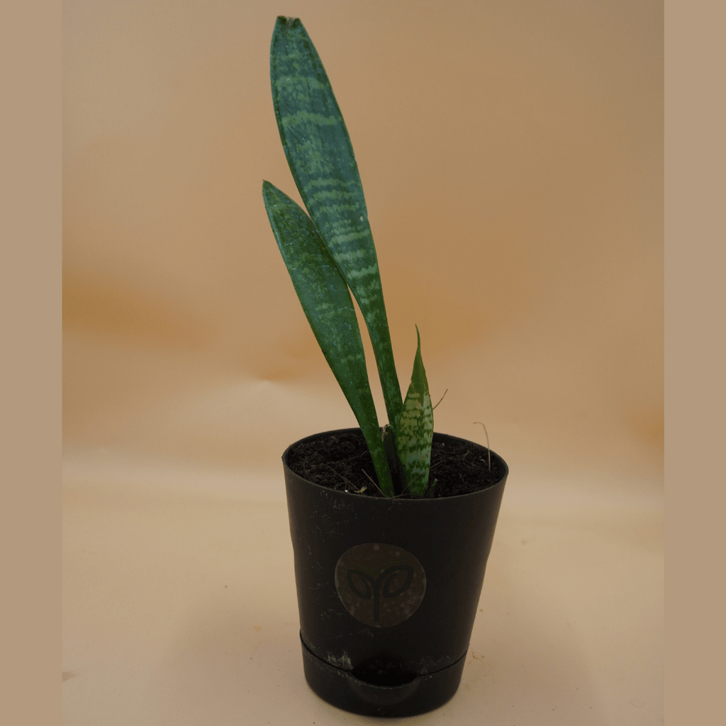 Snake Plant Sapling
