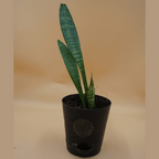 Snake Plant Sapling