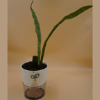Snake Plant Sapling
