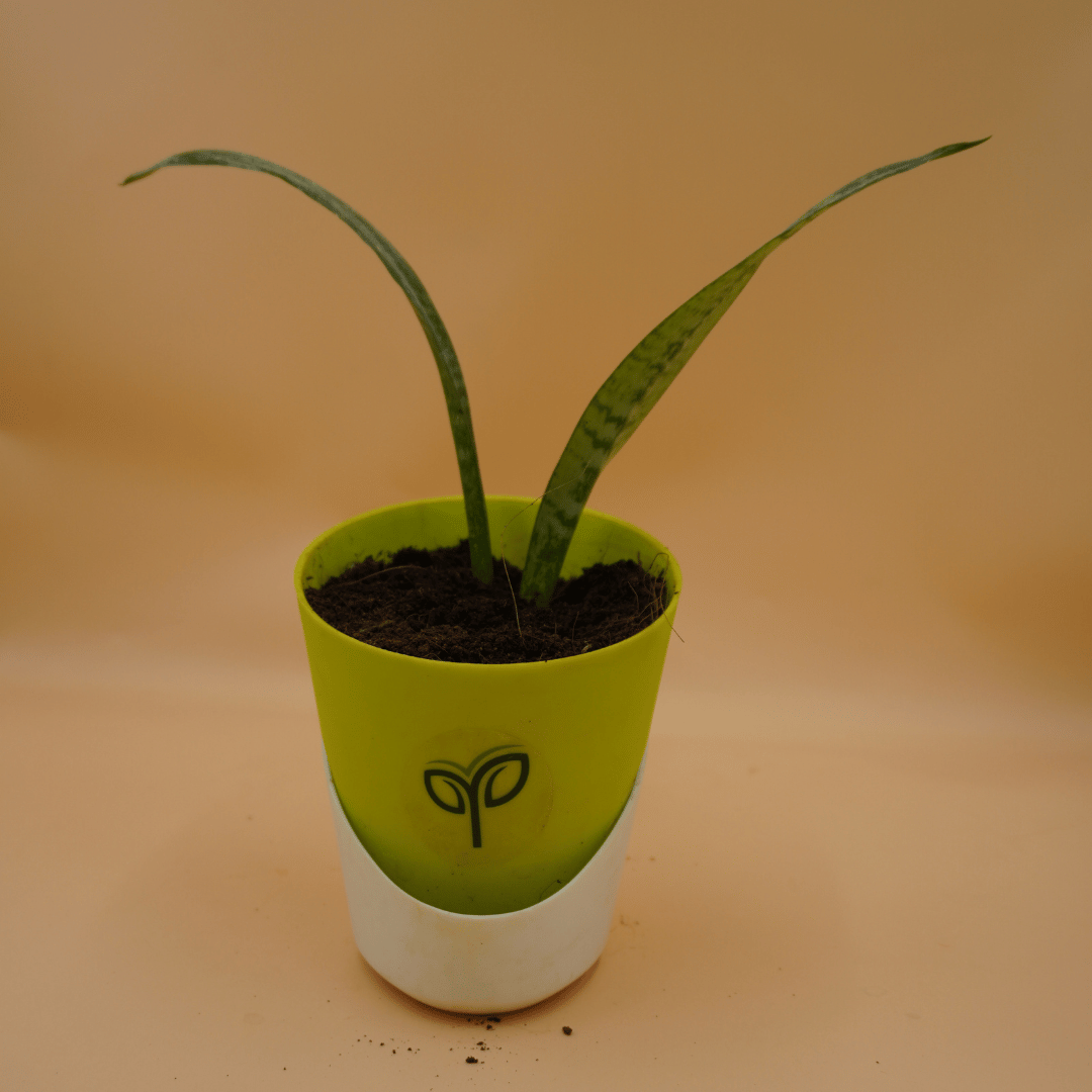 snake plant sapling Snake Plant Sapling – Pick Your Plant