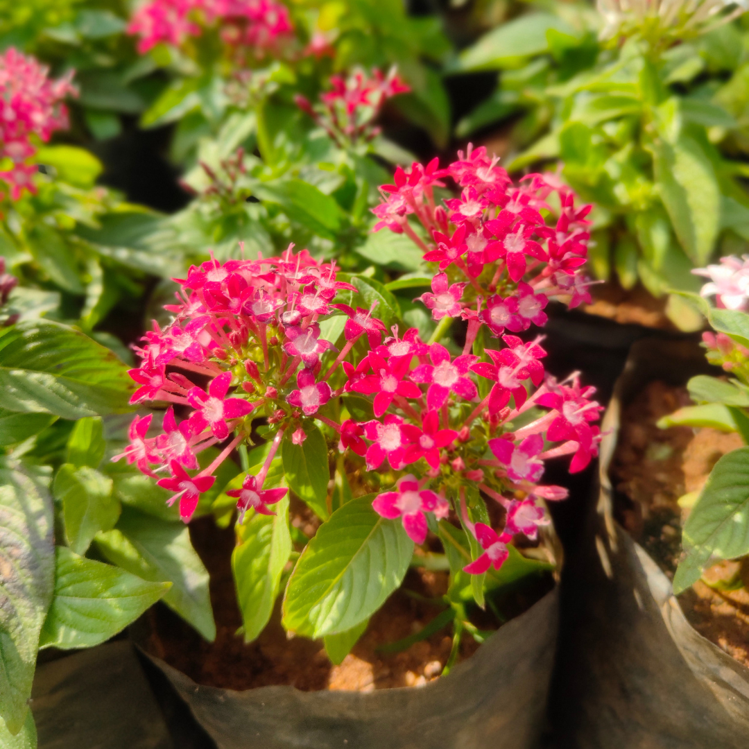 Pentas Mix Plant Sapling