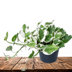 N'Joy Money Plant Sapling (1pc)