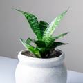 Dwarf Snake Plant Sapling (1pc)