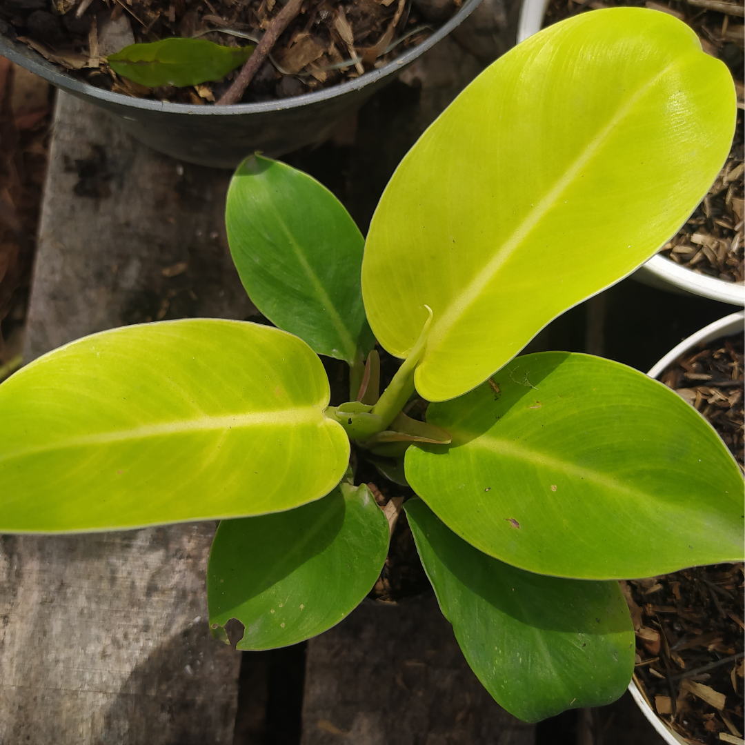 Philodendron Ceylon Green Sapling
