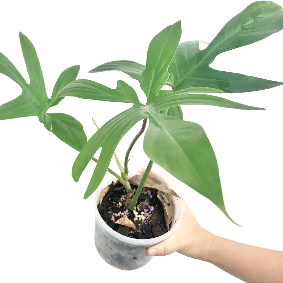 Philodendron Florida Beauty Plant Sapling (1pc)