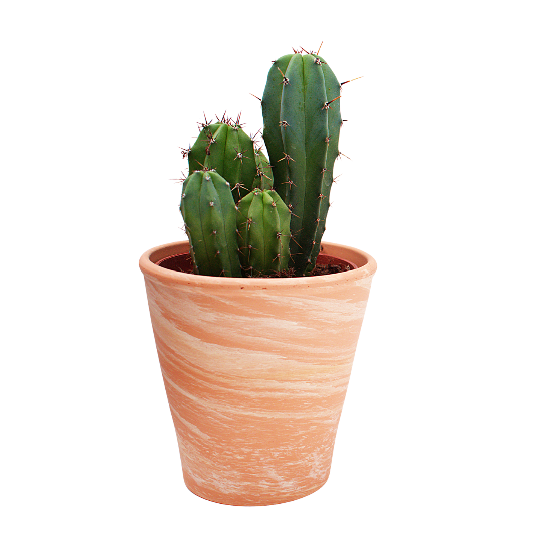 Fairytale Cactus Elongated Sapling (1pc)