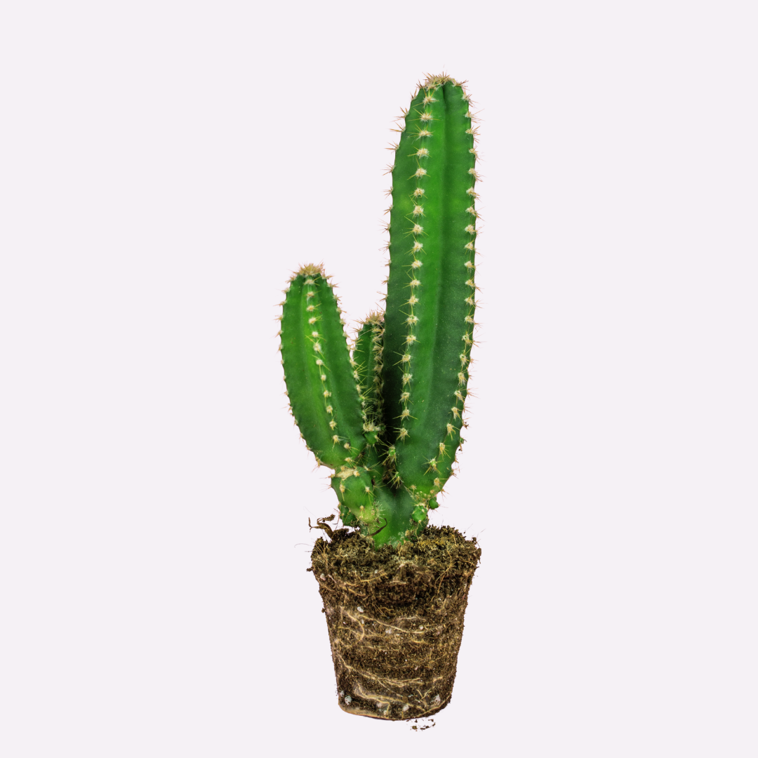 Fairytale Cactus Elongated Sapling (1pc)