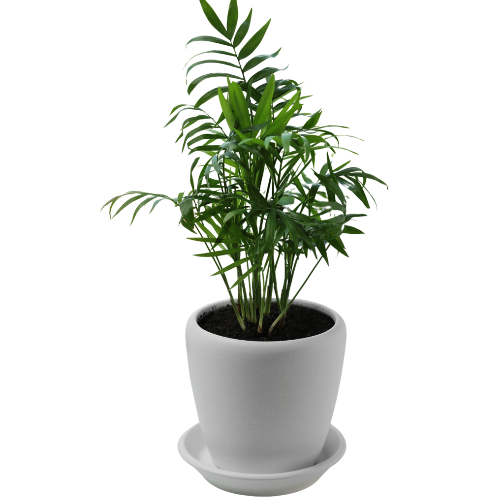 Chamaedorea Bamboo Palm Plant (1pc)