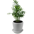 Chamaedorea Bamboo Palm Plant (1pc)