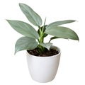 Philodendron Silver Sword Sapling (1pc)