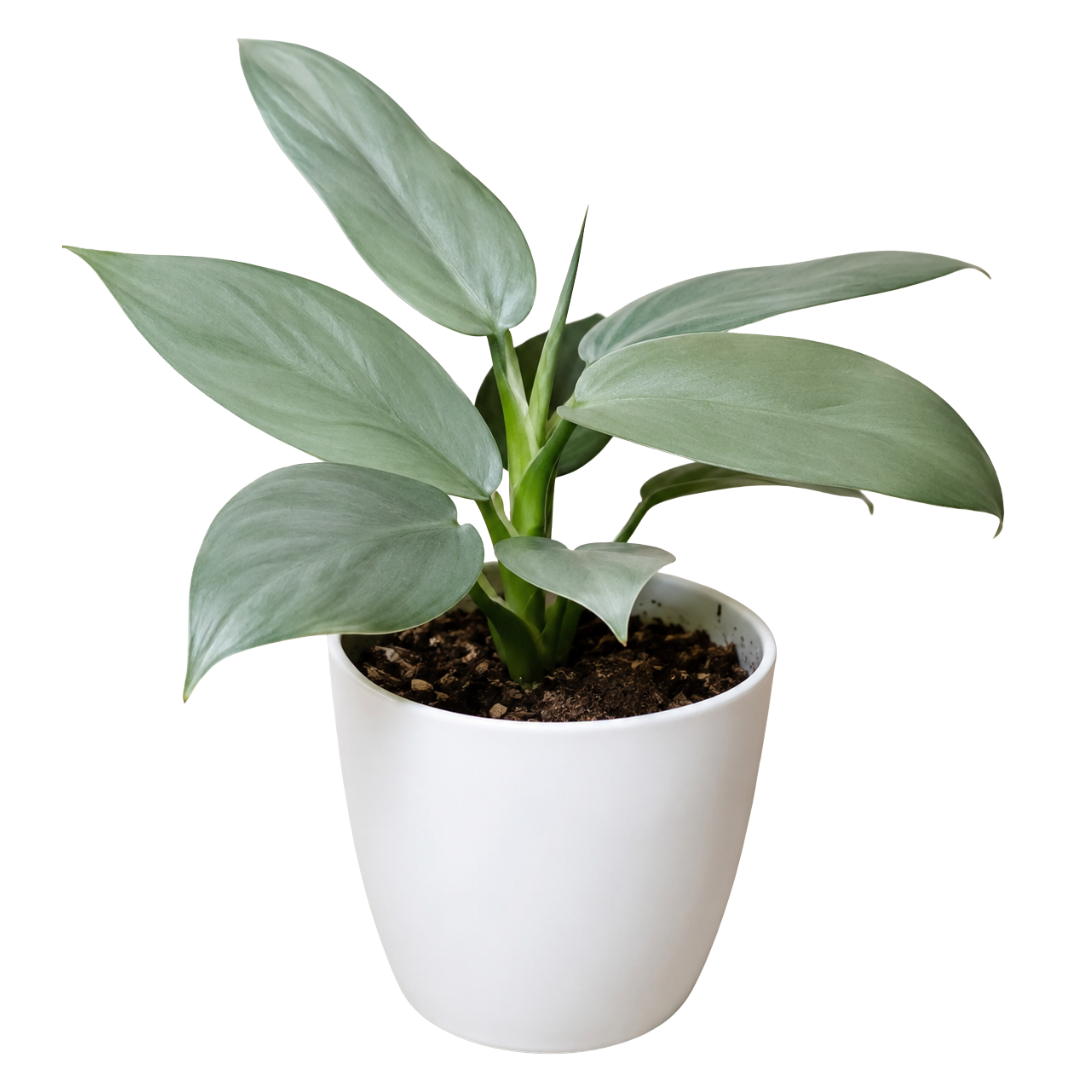 Philodendron Silver Sword Sapling (1pc)