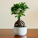 Ficus Microcarpa Bonsai Plant Sapling (1pc)