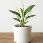Buy Peace Lily Plant Sapling (1pc)