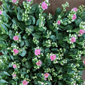 Kalanchoe plant sapling