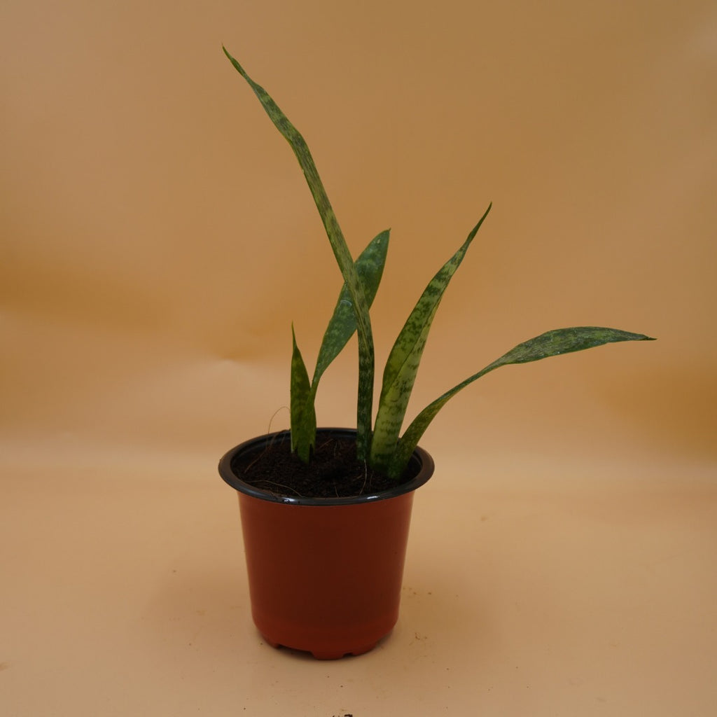 Snake Plant Sapling