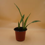 Snake Plant Sapling