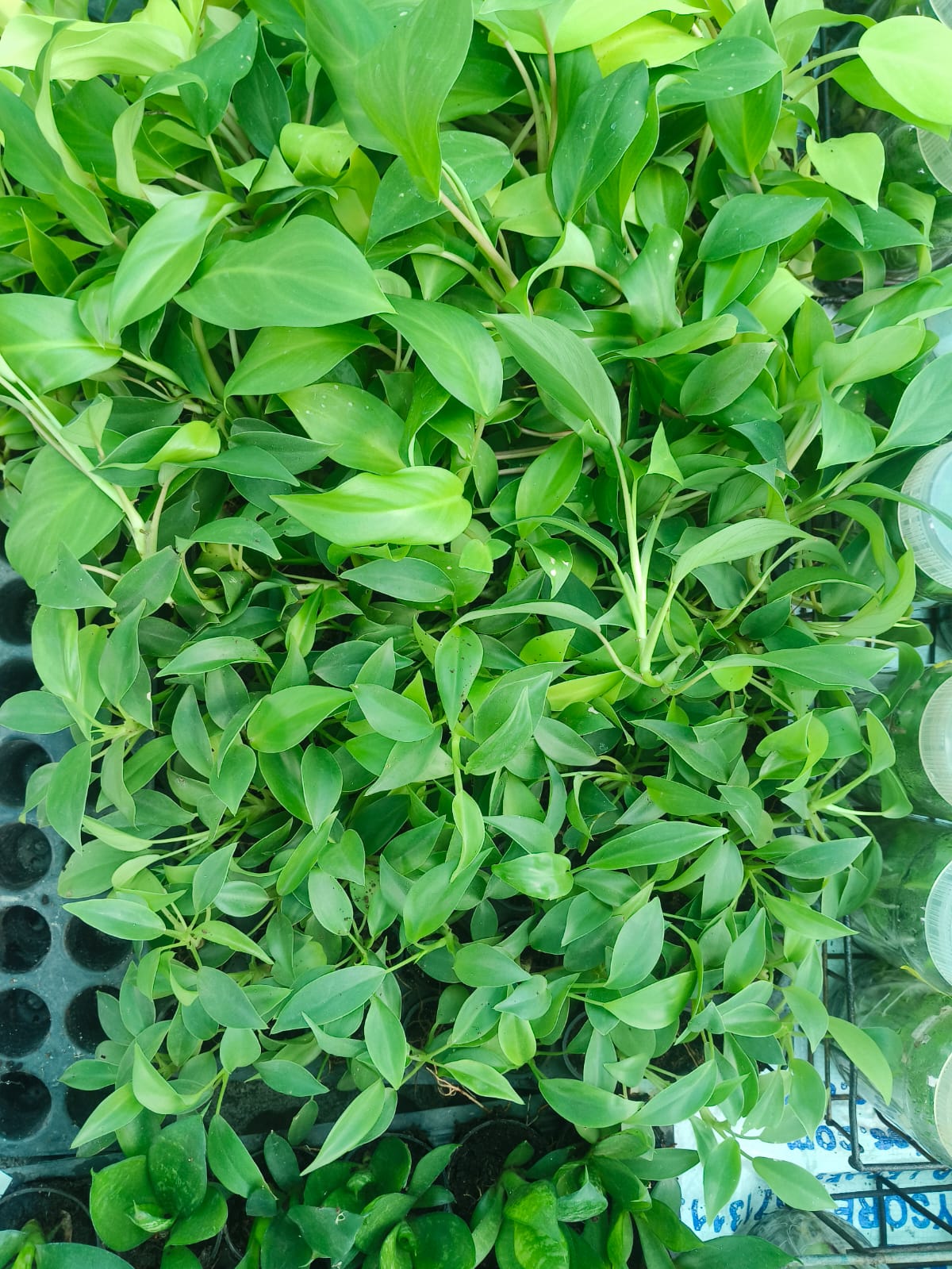 Philodendron Wendlandii Plant Sapling (1pc)