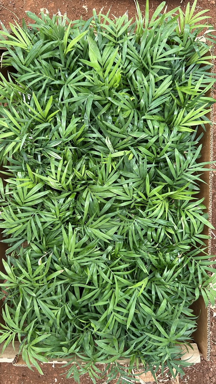 Chamaedorea Bamboo Palm Plant (1pc)