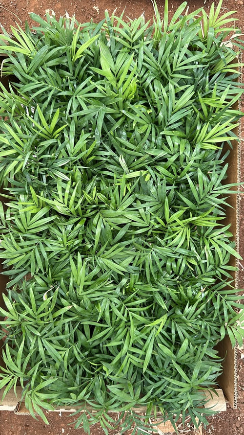 Chamaedorea Bamboo Palm Plant (1pc)