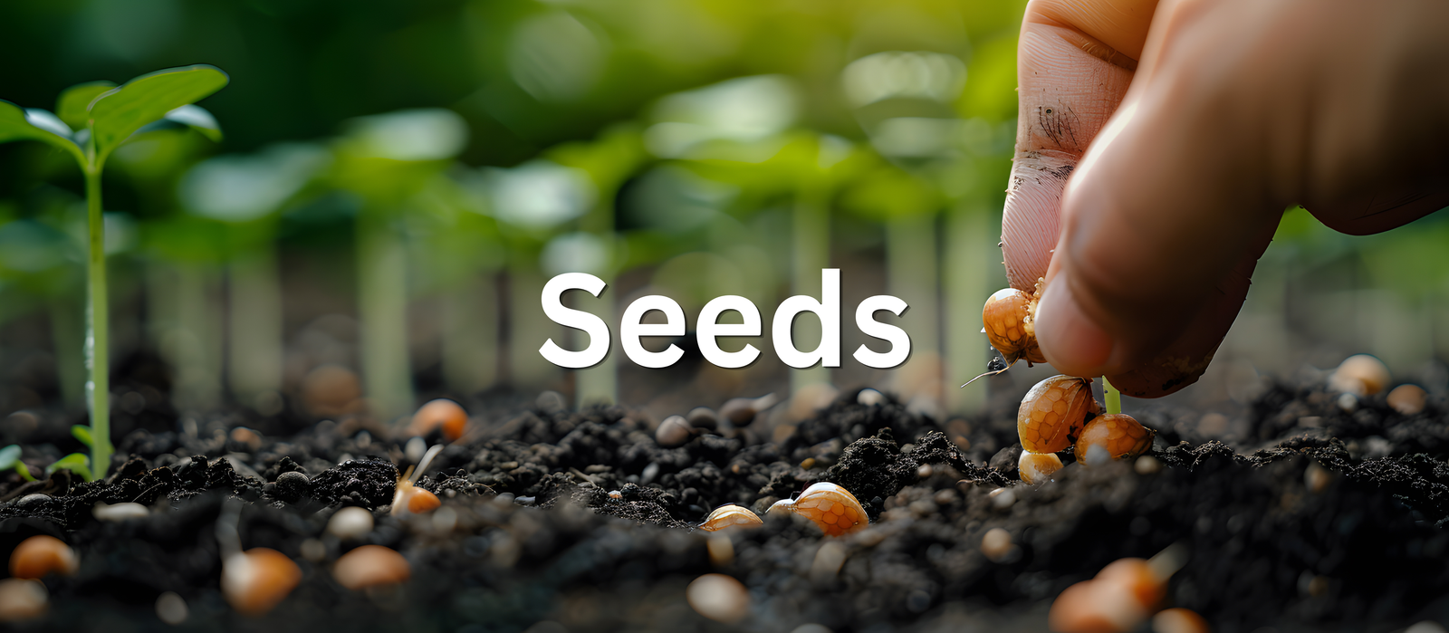 Seeds banner