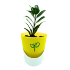 ZZ Plant Sapling (1pc)