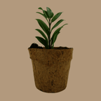 ZZ Plant Sapling (1pc)