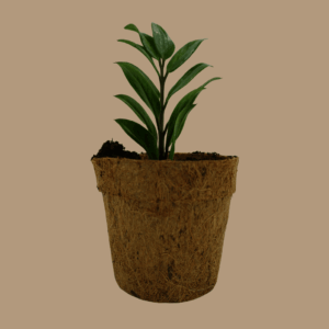 ZZ Plant Sapling (1pc)