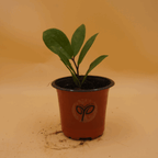 ZZ Plant Sapling (1pc)