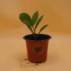 ZZ Plant Sapling (1pc)