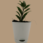 ZZ Plant Sapling (1pc)