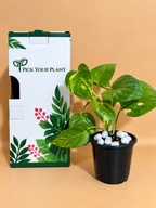 Money Plant Sapling (1pc)