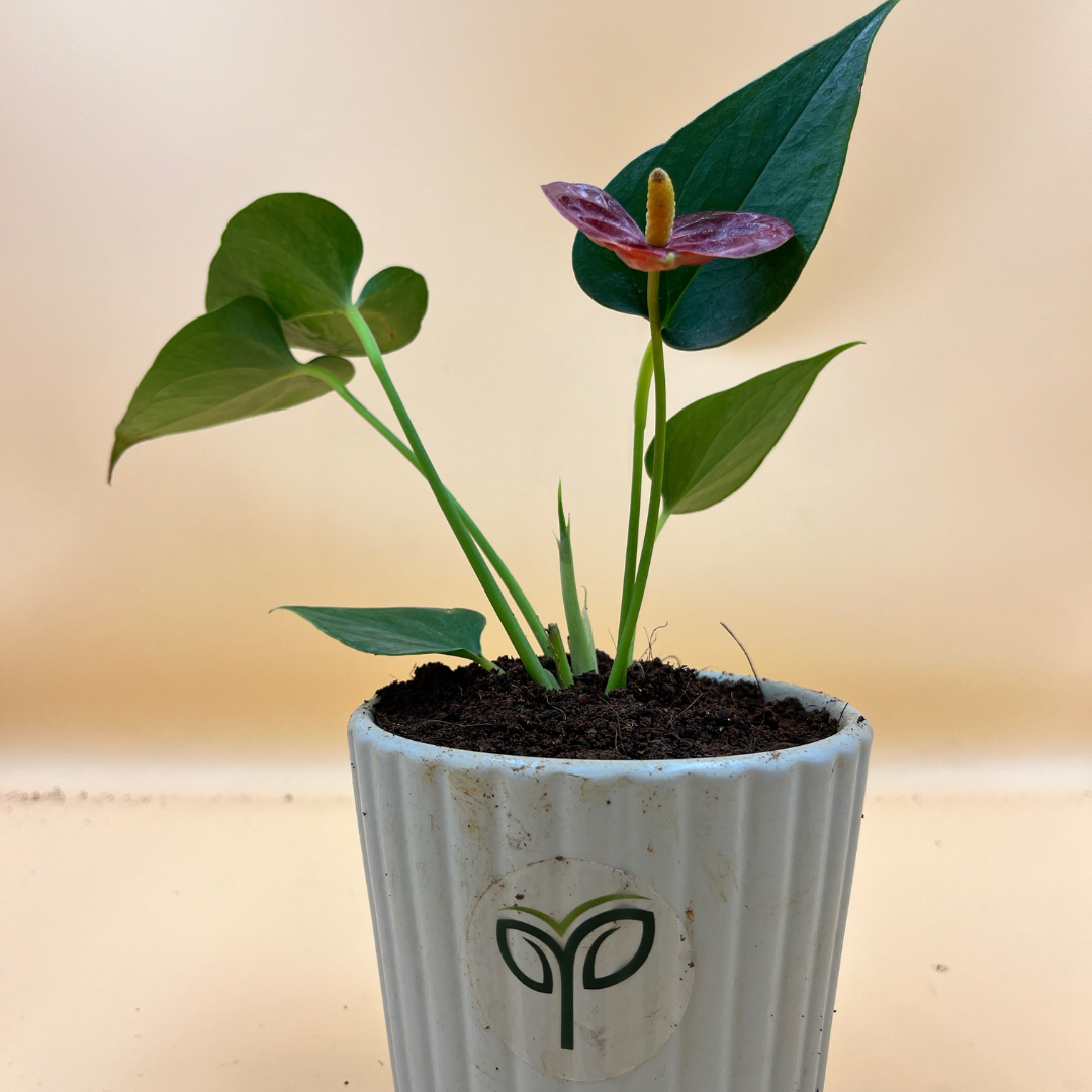 epsom salt for anthurium Epsom Salt – Pick Your Plant