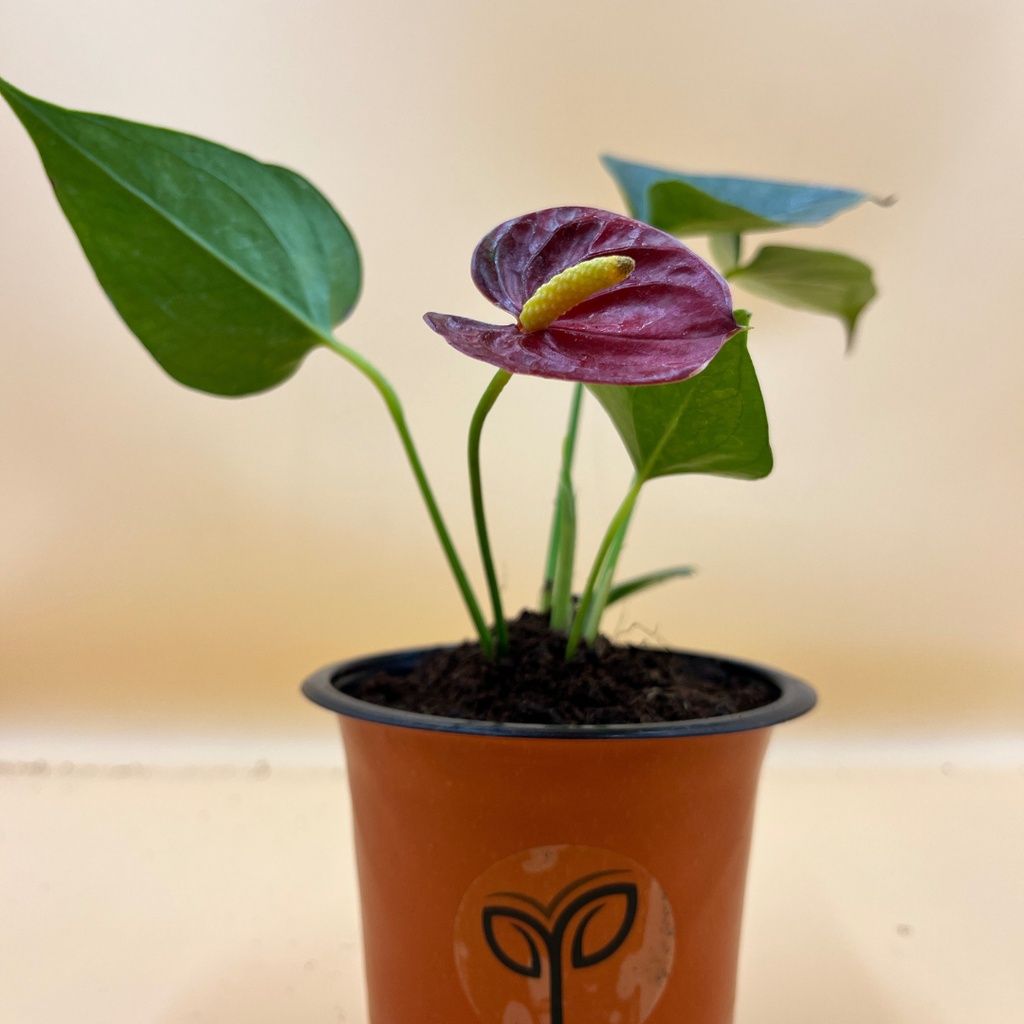 Anthurium Red Plant Sapling