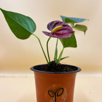 Anthurium Red Plant Sapling
