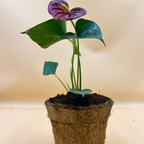 Anthurium Red Plant Sapling