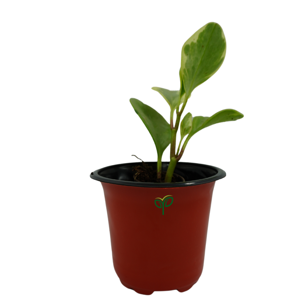 Peperomia Obtusifolia Variegated Plant Sapling