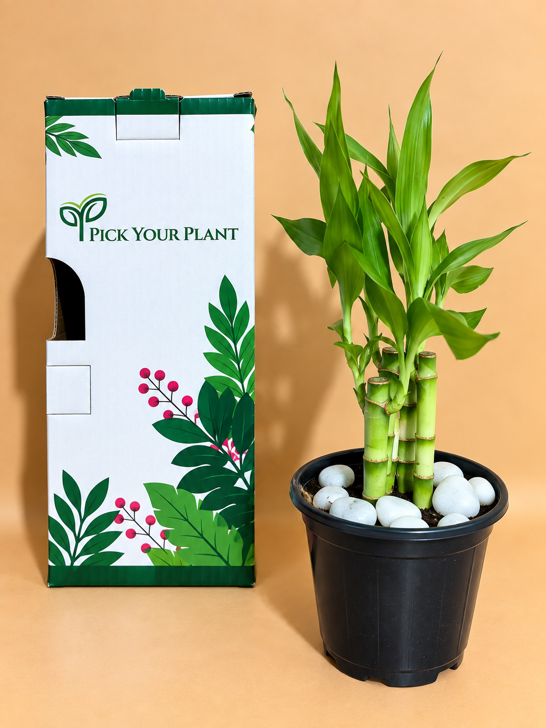 Lucky Bamboo Plant Saplings (5pcs)