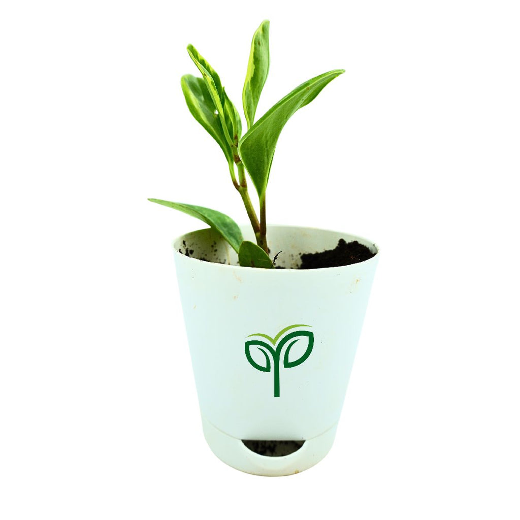 Peperomia Obtusifolia Variegated Plant Sapling