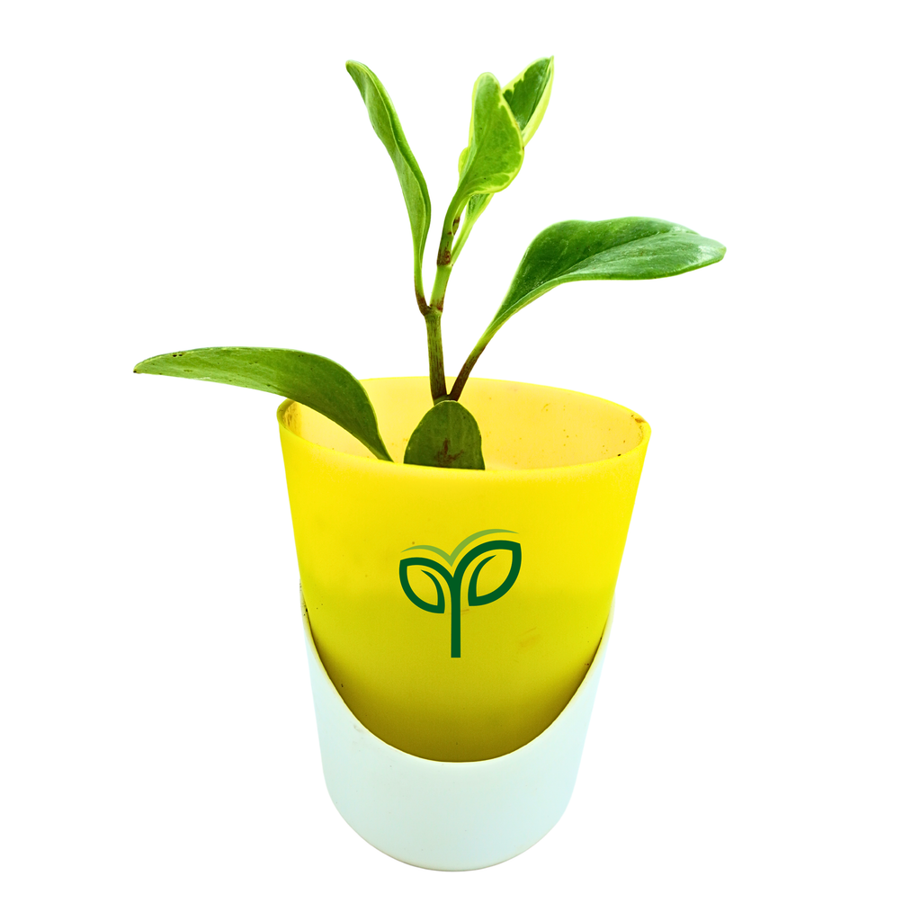 Peperomia Obtusifolia Variegated Plant Sapling