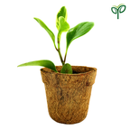Peperomia Obtusifolia Variegated Plant Sapling