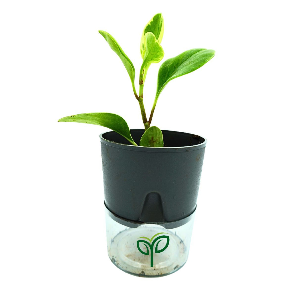 Peperomia Obtusifolia Variegated Plant Sapling
