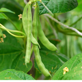 Bean Seeds