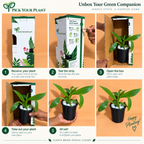 Philodendron Ceylon Green Plant (1pc)