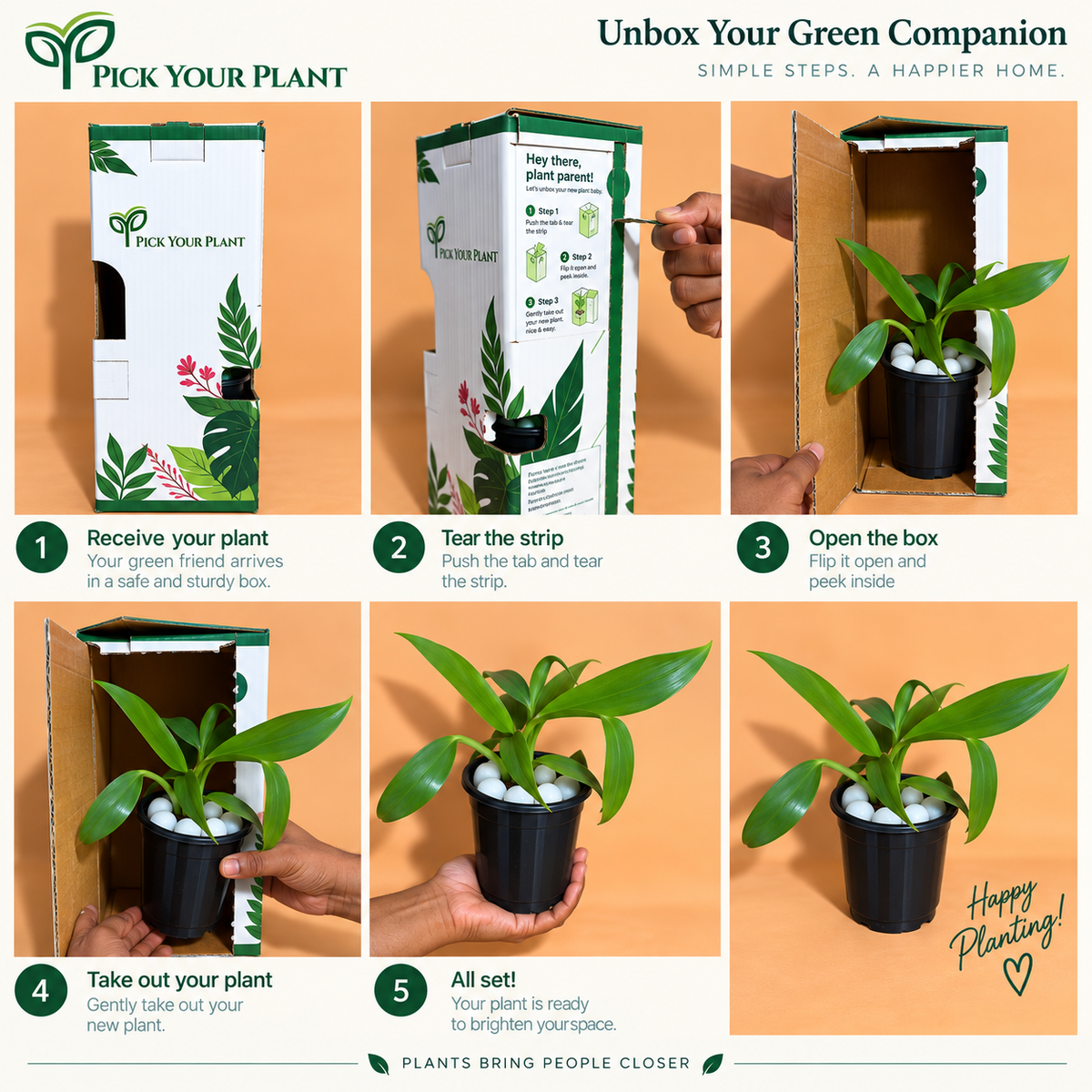 Philodendron Ceylon Green Plant (1pc)