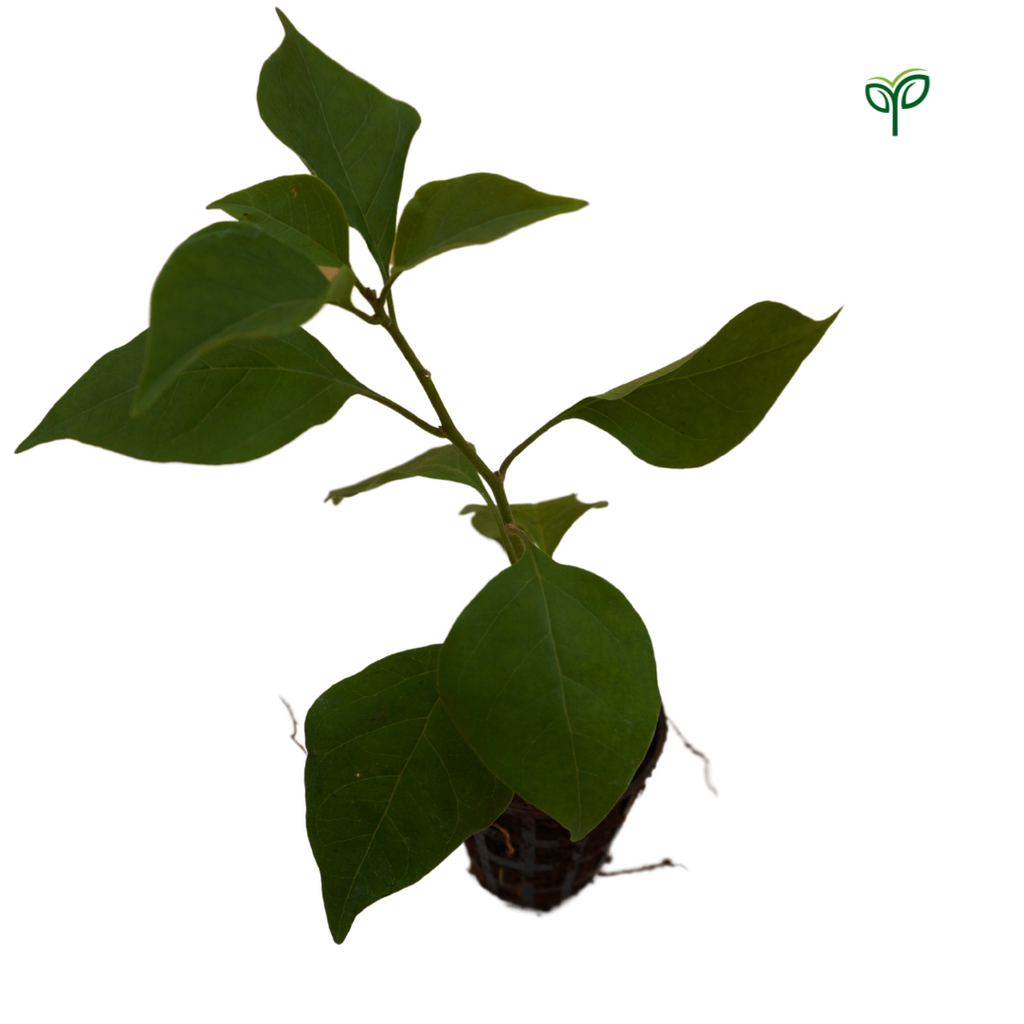 Bougainvillea Plant Sapling