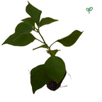 Bougainvillea Plant Sapling
