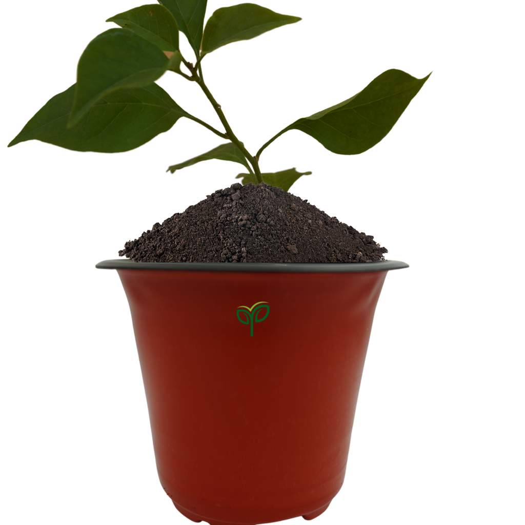 Bougainvillea Plant Sapling